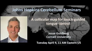 Jesse Goldberg: a collicular map for touch-guided tongue control