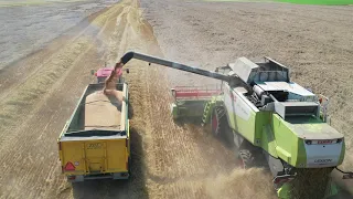 Žně 2021 | 2x Claas Lexion 550 | ZD Hraničář Loděnice