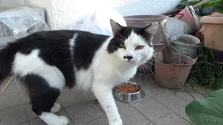 20230912外猫の朝ごはん