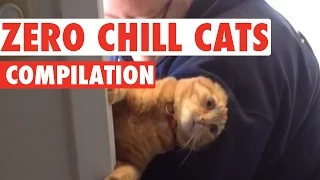 Funny Cats With Zero Chill Pet Compilation