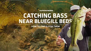 Spring Bass Fishing Around Bluegill Beds: How to Find & Fish Them