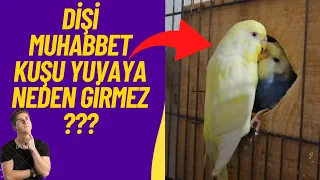 DİŞİ MUHABBET KUŞU YUVA'YA NEDEN GİRMEZ | YUVA'YA GİRMESİ İÇİN NE YAPMAK GEREKİR