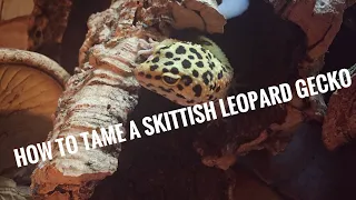 How To Tame a Skittish Leopard Gecko