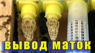 ВЫВОД ПЧЕЛИНЫХ МАТОК ПОЭТАПНО.