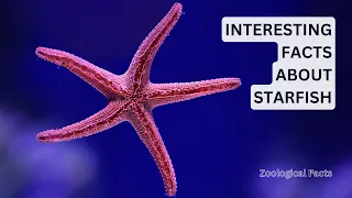 Amazing Facts About The Starfish You Didn't Know! | Zoological Facts