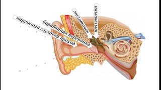 Органы чувств. 2 часть..Слух.