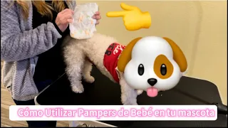 Cómo utilizar diaper de bebé en tu mascota 🐶