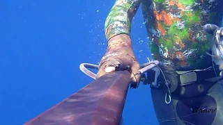 Spearfishing Croatia, Oleg Vlahov, Sparus aurata