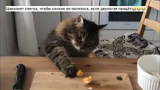 Кот воришка | Кот ворует еду со стола Смешные коты Приколы с котами