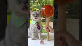 How Chef Cat Makes the BIGGEST Lollipop in the World!🍭| Cat Cooking Food | Cute Cat TikTok #Shorts