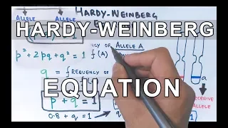 Hardy-Weinberg Equation | Detailed