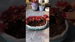 Succulent DIY ideas | 多肉植物 | 다육이들 | Suculentas