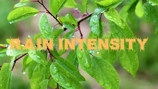 Rainforest Rain Sounds For Sleeping Or Studying,White Noise Rainstorm,Bird Sounds