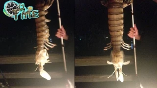 Giant Shrimp captured in Florida - fisherman reels 18 inch Alien Like Shrimp! AMAZING