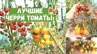 Выбери свой!  20 сортов черри томатов, которые я вырастила за пять лет! Выбираю лучшие сорта