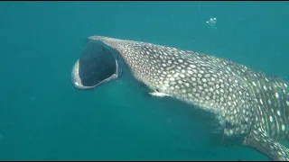 Diving in Tanzania - Mafia Island Diving - Pole Pole Bungalows - Chole Bay - Whalesharks