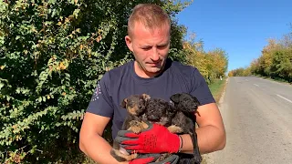 Such little puppies abandoned in a ditch by the road | Dog Rescue Shelter