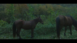 Абхазия /  Abkhazia