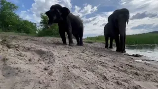 Слоны в реке Усманка под Воронежем