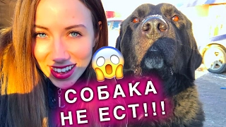 ЧТО-ТО ПОШЛО НЕ ТАК !!! БЕЗДОМНАЯ СОБАКА НЕ ЕСТ И ВЫПОЛНЯЕТ КОМАНДЫ | Elli Di Pets