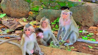 This Million Sad Baby Monkey Poor..Monkey King catches baby around