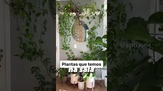 Plantas para sala 🪴