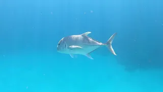 Fish at Sierra Resort, White Knight Bay, Sharm El Sheikh, Egypt (1080p)