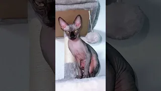 sphynx kittens tik tok лысая кошка Сфинкс кто их любит?