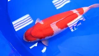 Modern Koi Blog #3696 - Die Wahl zum 51. Shinkokai Grand Champion