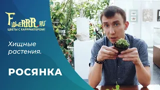 РОСЯНКА. ХИЩНОЕ РАСТЕНИЕ. СЕРГЕЙ КУНИЦЫН