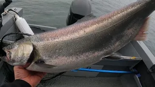 Puget Sound Tulalip Bubble Chinook Salmon Early Season