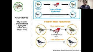 Evolution of breeding plumages in birds: A pathway to seasonal dichromatism in New World Warblers