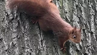 THERE'S NO WAY you can watch this WITHOUT LAUGHING! - Funny SQUIRREL compilation