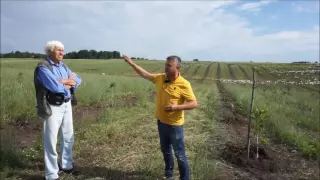 Оптимізація використання землі у молодому горіховому саду