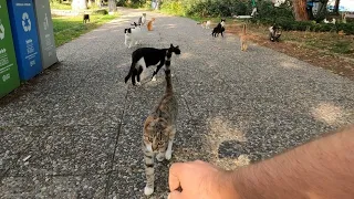 If you sit on this island, you will be surrounded by friendly cats - Turkey's Cat Island