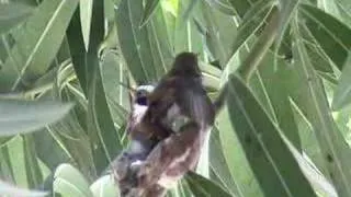 First Flight of the Baby Hummingbird