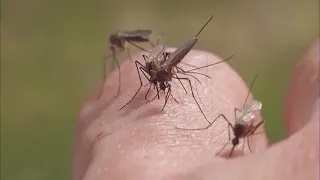 Watch Live: Harris County Health officials mark the start of mosquito season