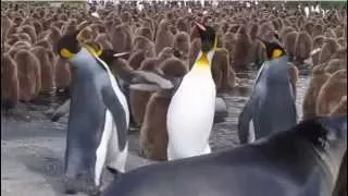 Смешные пингвины и пингвинята