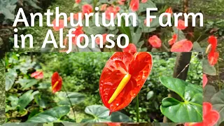 Anthurium Farm in Alfonso | Murang Bilihan ng Anthurium at CJ Farm, Brgy. Balubad, Marahan, Alfonso