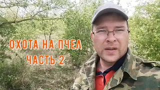 Ловля диких пчёл (часть 2)