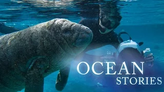 Ocean Stories 2 - Manatees and Molas