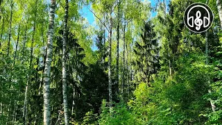 Very beautiful morning forest. Birdsong for relaxation and sleep.