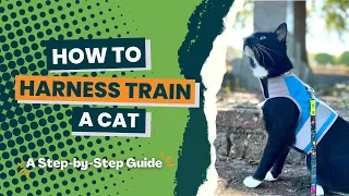 How To Harness Train Your Cat In 6 Easy Steps!