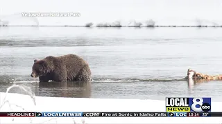 Yellowstone’s first grizzly bear sighting of 2022