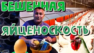 яйценоскость кур несушек зимой Повышение яйценоскости