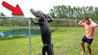 THIS Is HOW The ALLIGATOR SNUCK Into My BACKYARD POND!!