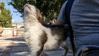 Cute Cat, sensing the smell of food in my bag, climbs on my back and asks for food.