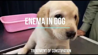 Enema in Dog | Enema in Pup | Constipation Treatment | Glycerine Suppositories | Fast recovery