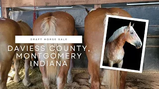 2022 Amish Draft Horse Sale, Daviess County, Montgomery Indiana