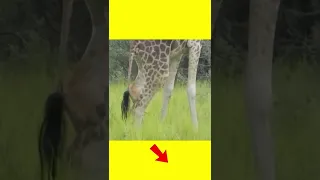 Awesome! This is Why Lost a Leg How to Lion King Live in Natural
